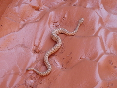 Crotalus oreganus concolor