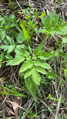 Aegopodium podagraria