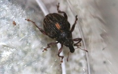 Rhinoncus leucostigma