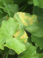 Uromyces