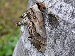 Imber tropicus