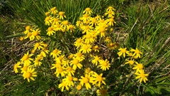 Senecio vernalis