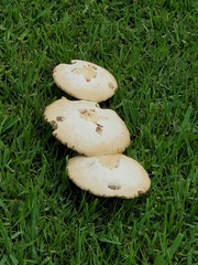 Chlorophyllum molybdites