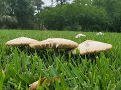 Chlorophyllum molybdites