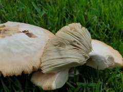 Chlorophyllum molybdites