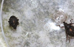 Rhinoncus leucostigma