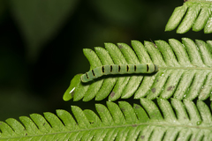 Callopistria japonibia