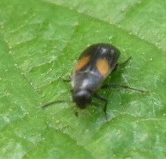 Anaspis fasciata