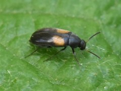 Anaspis fasciata