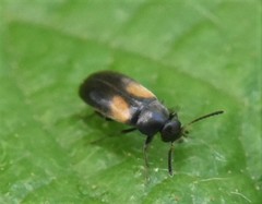 Anaspis fasciata