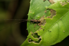 Cleptometopus orientalis