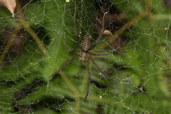 Psechrus