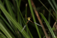 Argiope aetheroides