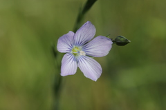 Linum