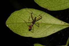 Epidaus sexspinus