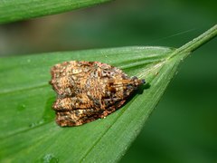 Gatesclarkeana idia
