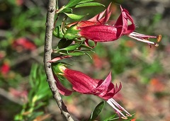 Eremophila maculata