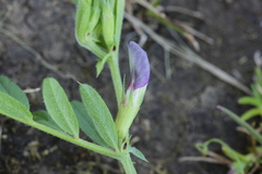 Vicia sativa