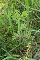 Vicia sativa