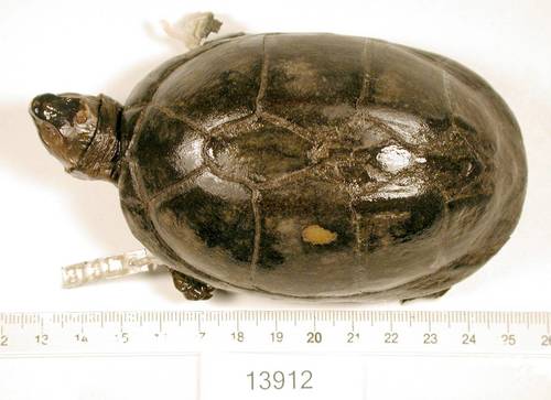 Red-cheeked Mud Turtle