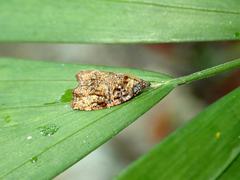 Gatesclarkeana idia