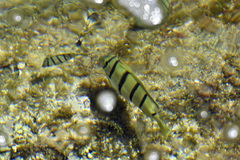 Acanthurus triostegus sandvicensis