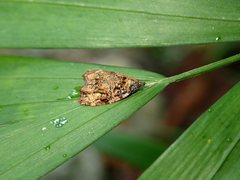 Gatesclarkeana idia
