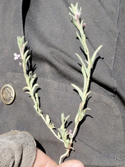 Epilobium torreyi