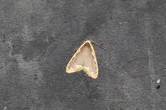 Diduga taiwana