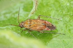 Pachyxyphus lineellus