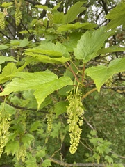 Acer pseudoplatanus