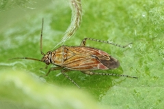 Pachyxyphus lineellus