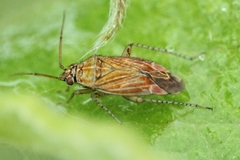 Pachyxyphus lineellus