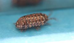 Armadillidium pictum