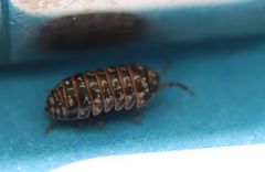 Armadillidium pictum