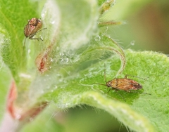 Pachyxyphus lineellus