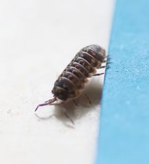 Armadillidium pictum