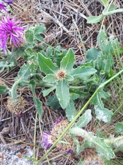 Centaurea polyacantha