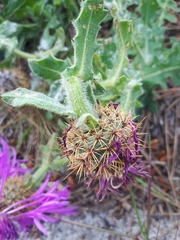Centaurea polyacantha