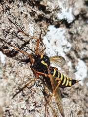 Ctenophora flaveolata