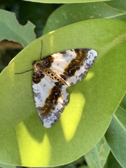 Abraxas miranda aesia