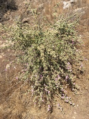 Malacothamnus hallii