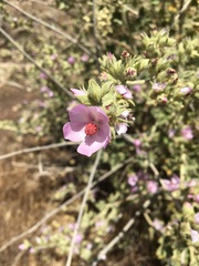 Malacothamnus hallii