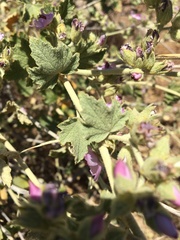 Malacothamnus hallii