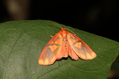 Matsumursine horishanella