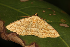 Synegia