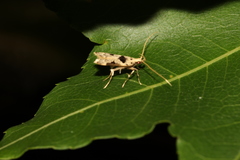 Deltoplastis commatopa