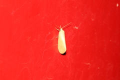 Notata parva