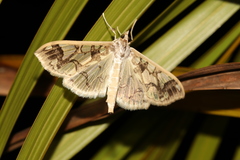 Agrioglypta