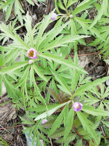Anemonoides caerulea (Anemonoides caerulea)
